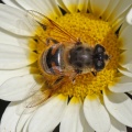 Eristalis pertinax, hoverfly, female,  Alan Prowse